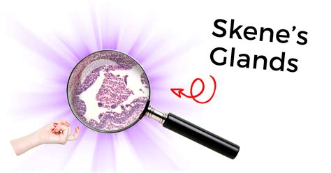 Skene’s Gland: Function, Location, Secretion & Conditions